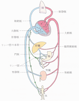 血液循環