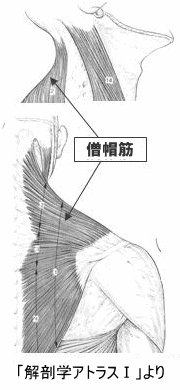 僧帽筋
