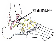 前距腓靭帯の解剖図