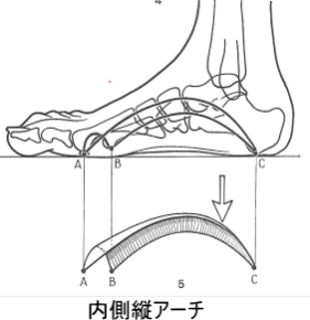 足部の内側縦アーチの図