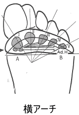 足部の横アーチの図