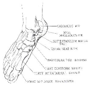 足部の骨の解剖図