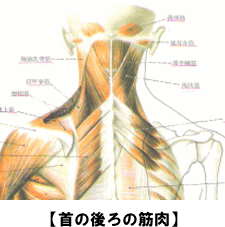 首の後ろの筋肉