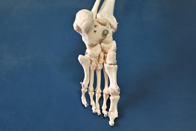 足部の模型