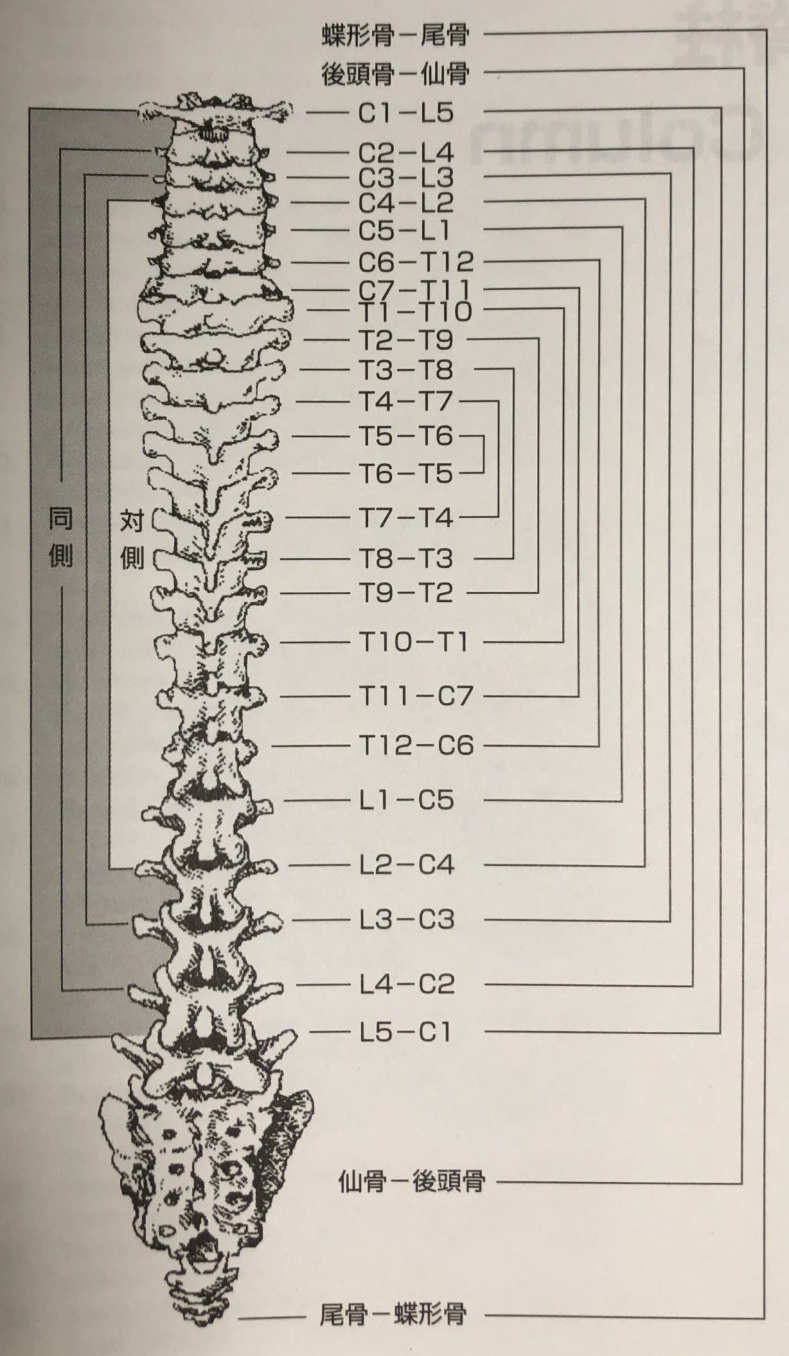 ロベットブラザーの法則